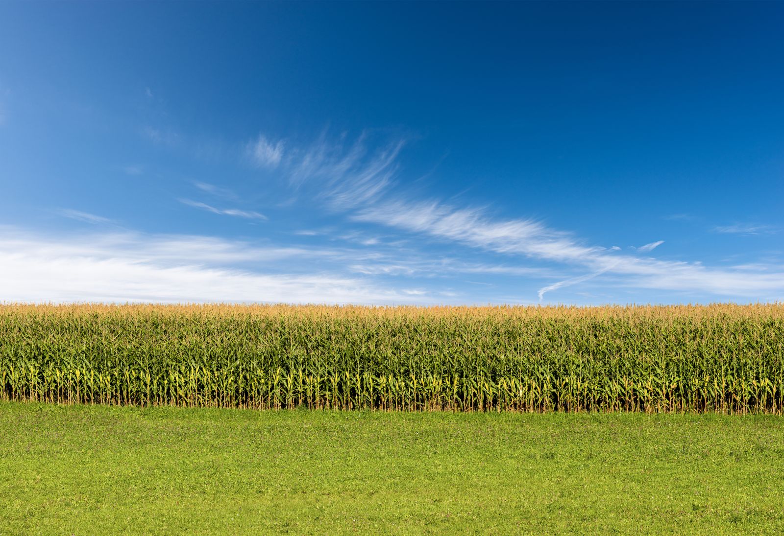 Corn field blue sky by Alberto Masnovo via iStock